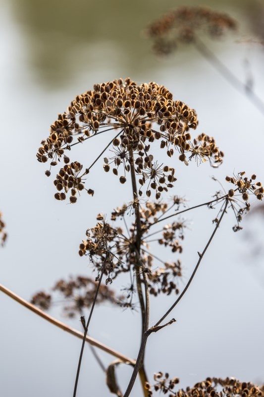 Profilbild von Hans-Otto Doose